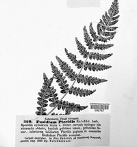 Cryptomycina pteridis image